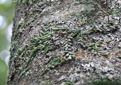 Dendrobium lichenastrum