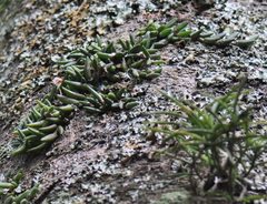 Dendrobium lichenastrum