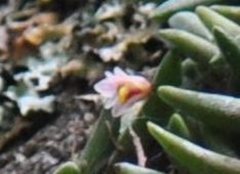 Dendrobium lichenastrum