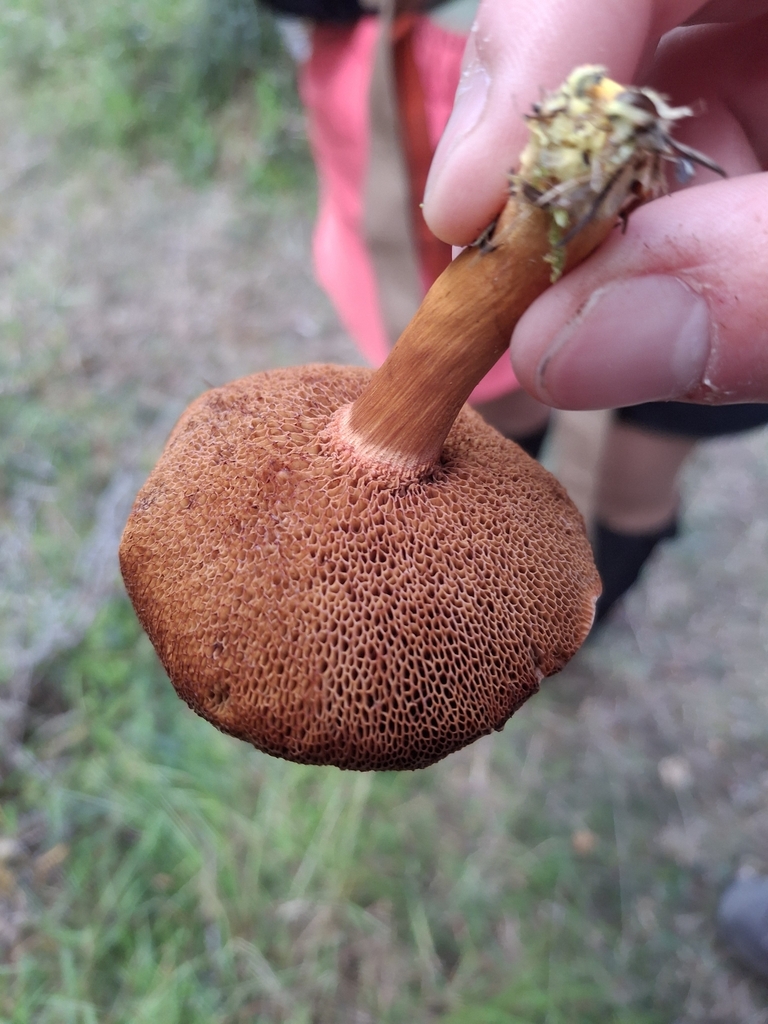 Chalciporus piperatus · March 2025 · photo: © jupal04 (iNaturalist, cc-by)