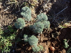 Eriospermum paradoxum