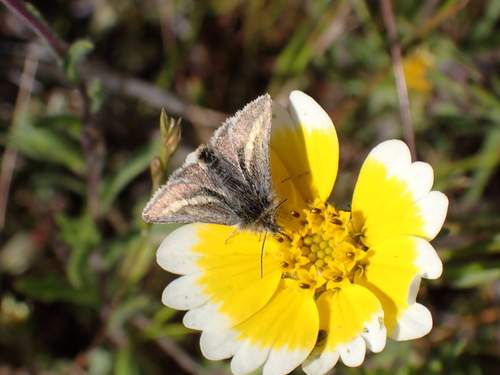 Agoseris Flower Moth photo 3