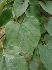 Cercis canadensis