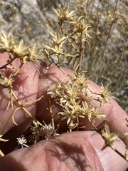 Chrysothamnus viscidiflorus ssp. axillaris