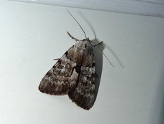 Catocala sordida