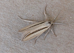 Doryodes bistrialis