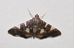 Glyphodes margaritaria