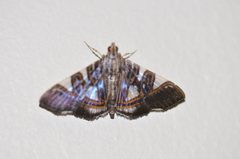 Glyphodes margaritaria