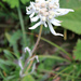 Leontopodium campestre - Photo (c) Tamsin Carlisle, vissa rättigheter förbehållna (CC BY-NC-SA)