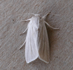 Acronicta insularis