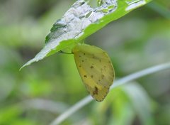Eurema alitha