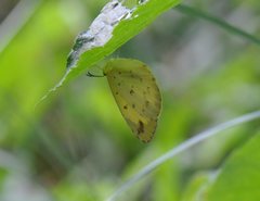 Eurema alitha