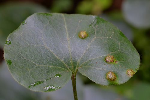 Puccinia asarina nuotrauka