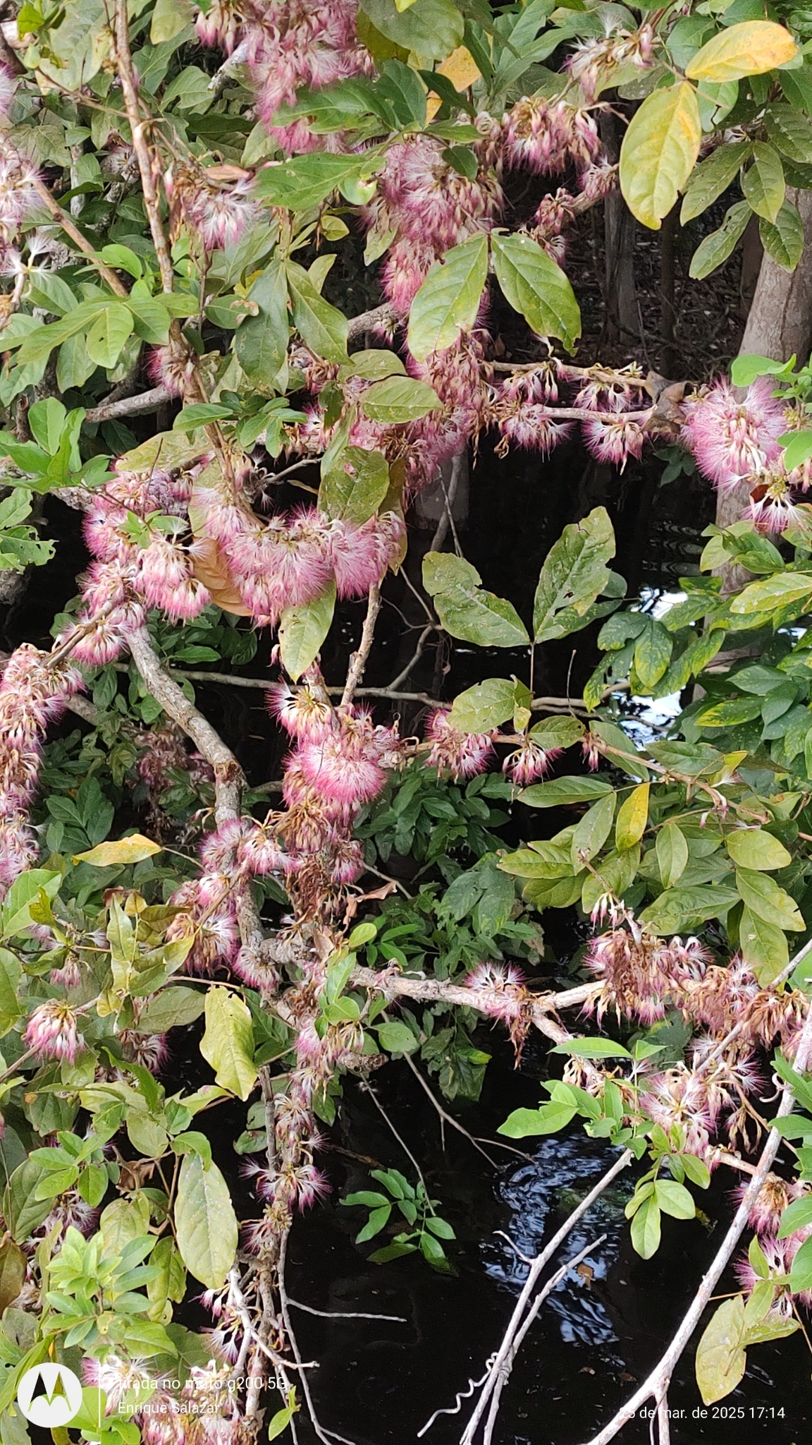 Zygia cauliflora