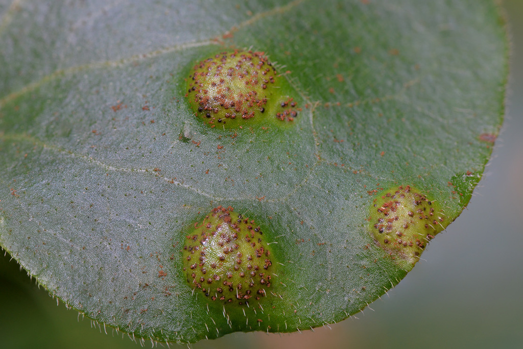 Puccinia asarina