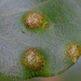 Puccinia asarina - Photo (c) Vladimir Bryukhov, algunos derechos reservados (CC BY-NC)