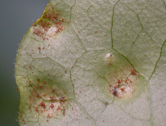 Puccinia asarina