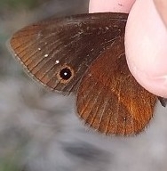 Manerebia levana
