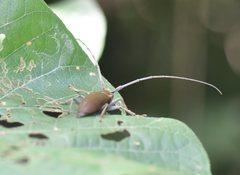 Acalolepta aesthetica