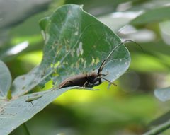 Acalolepta aesthetica