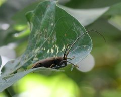 Acalolepta aesthetica