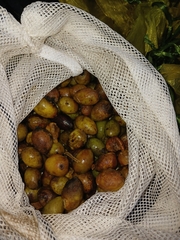 Yellow Buttons (Terminalia tetraphylla)