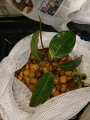 Terminalia tetraphylla, photograph (c) Mario Guzmán, some rights reserved (CC BY)