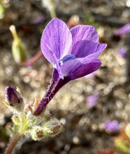 Gilia tenuiflora, photograph 5