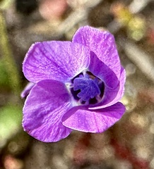 Gilia tenuiflora, photograph (c) Henrik Kibak, some rights reserved (CC BY)