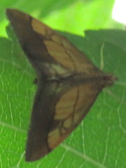 Evergestis limbata