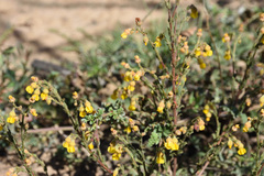 Hermannia stipulacea