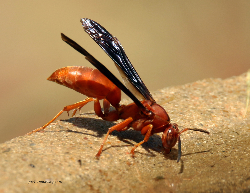 Umbrella Paper Wasps from Ellis County, TX, USA on August 12, 2016 at ...