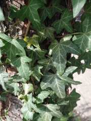 Hedera helix