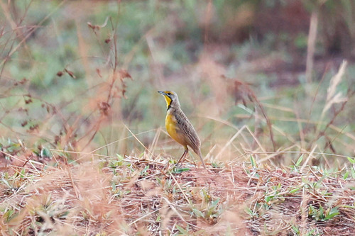 Fülleborn's Longclaw (Macronyx fuelleborni), photo 3