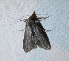 Cucullia postera
