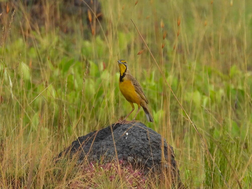 Fülleborn's Longclaw (Macronyx fuelleborni), photo 2