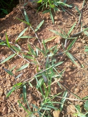 Paspalum scrobiculatum