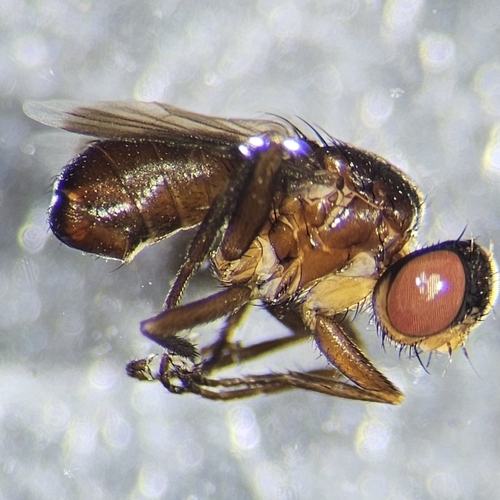 Catharosia calva