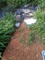 Paspalum scrobiculatum