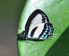 Nacaduba cyanea