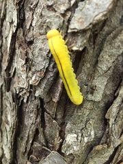 Cimbicidae