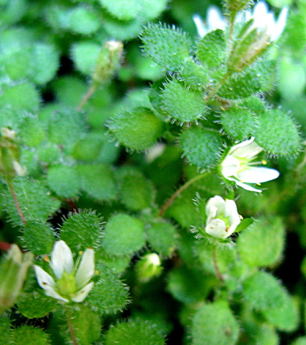 Crassula peculiaris