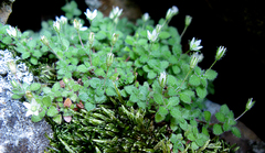 Crassula peculiaris