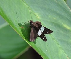 Notocrypta waigensis