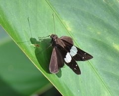 Notocrypta waigensis