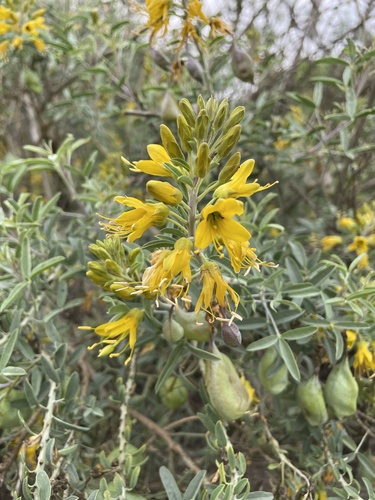 iNaturalist observation photo of Bladderpod