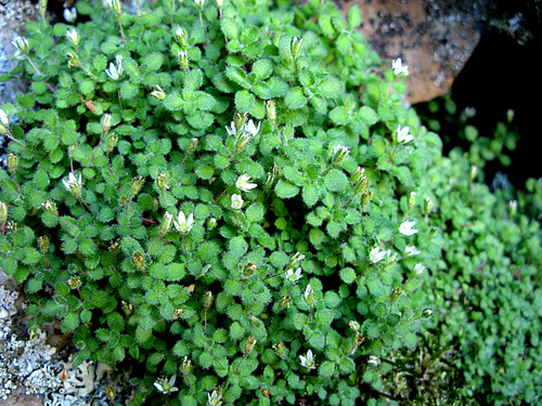 Crassula peculiaris