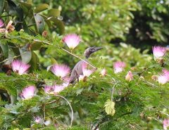 Philemon buceroides