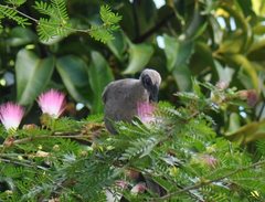 Philemon buceroides
