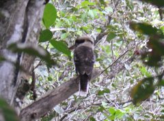 Dacelo novaeguineae novaeguineae